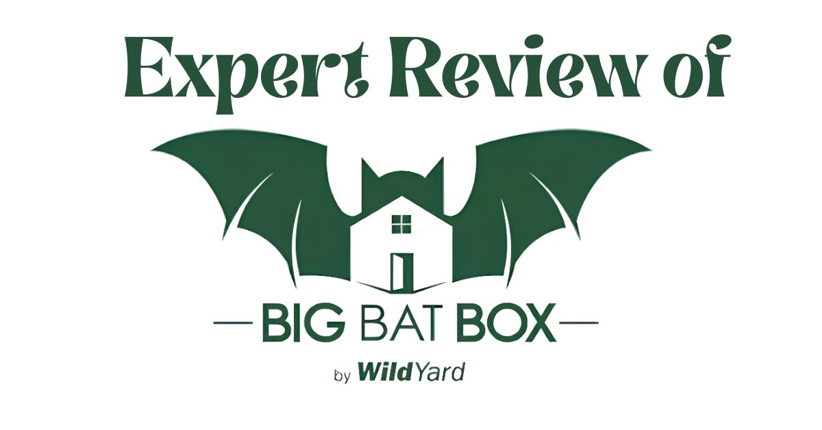 Big Bat Box Review