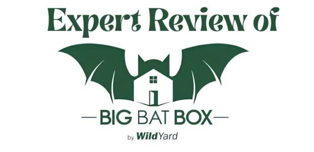 Big Bat Box Review